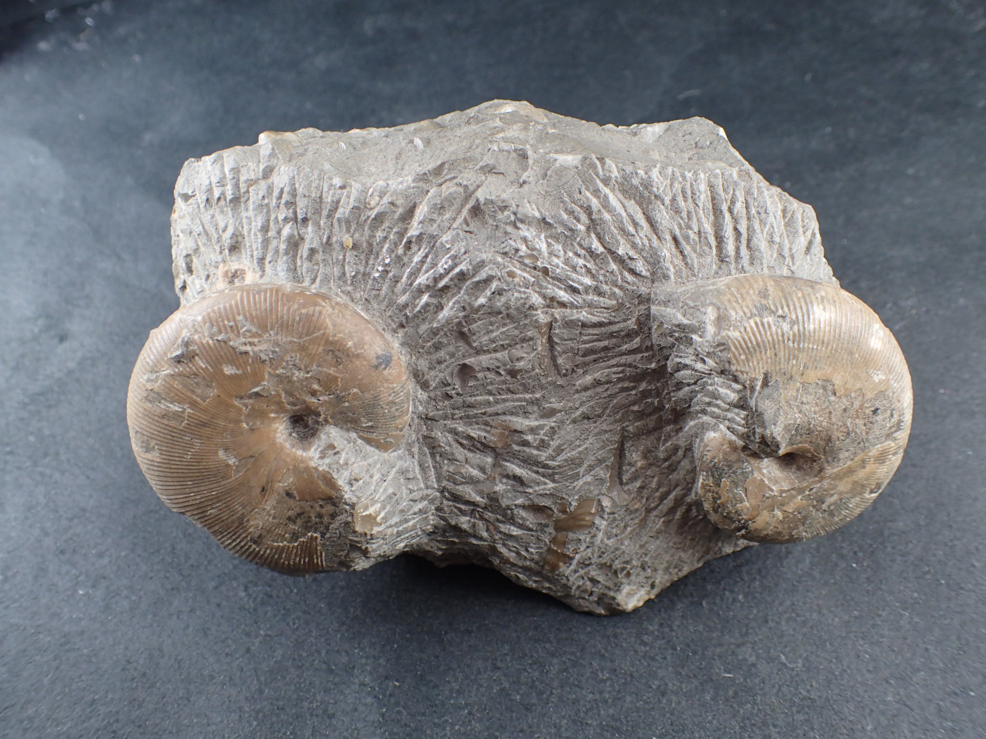 化石 ｜石の販売専門店【vec stone club】