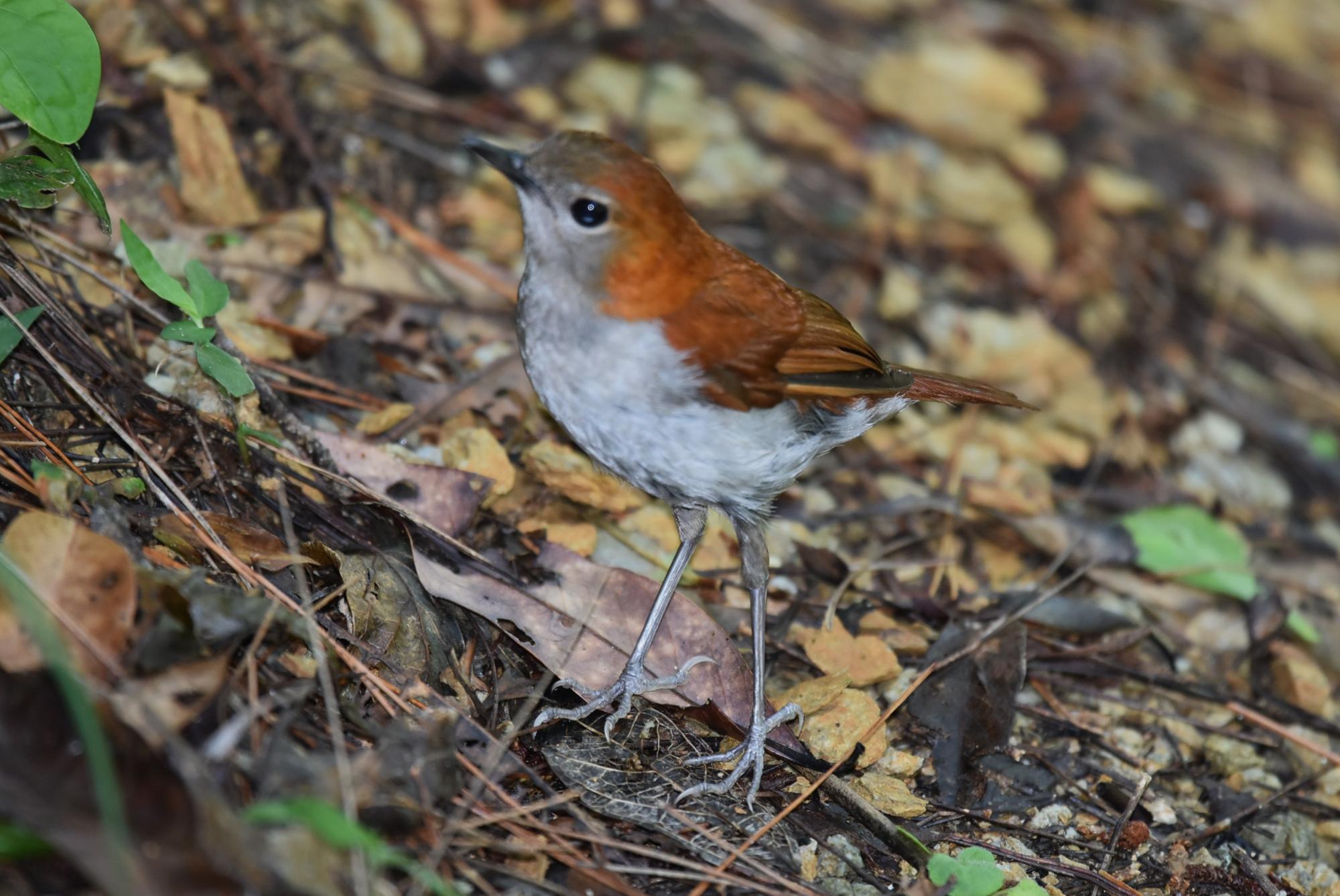 大宜味村の鳥に新たに「ホントウアカヒゲ」を追加しました／大宜味村