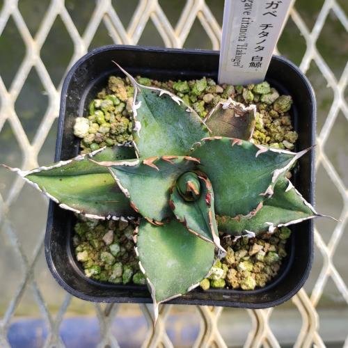 やましち山野草店 / アガベ チタノタ 白鯨 9cmポット苗 現品販売No.21