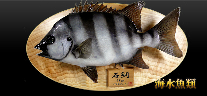 海水魚類 愛知県名古屋にある魚類剥製の製作・販売・修理の「ゆあさ