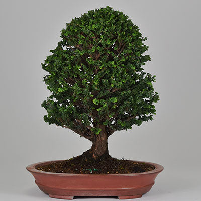 セッカヒノキ（石化ヒノキ） – 盆栽妙 本店