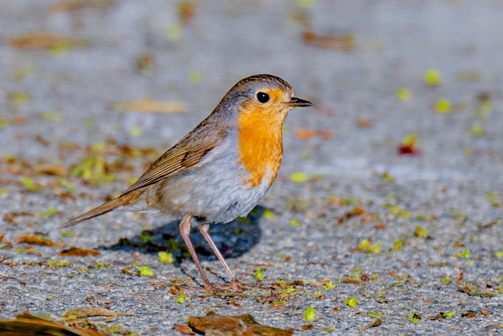 イギリスの国鳥 ヨーロッパコマドリ（ロビン） | 山形会議