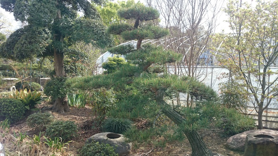 赤松 超美品 お勧め品 販売 価格 | 有限会社 山田植木