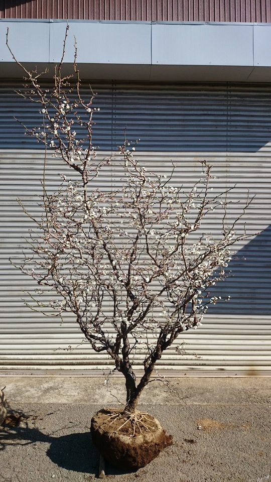 雲竜梅 大型商品 美品 販売 価格 | 有限会社 山田植木