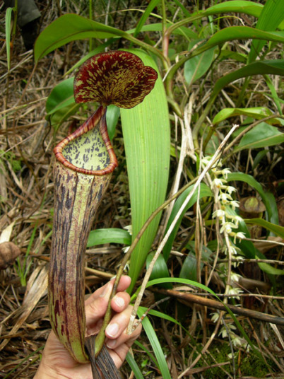 有名な食虫植物栽培家：おたく氏 - Y's Exotics(山田食虫植物農園)