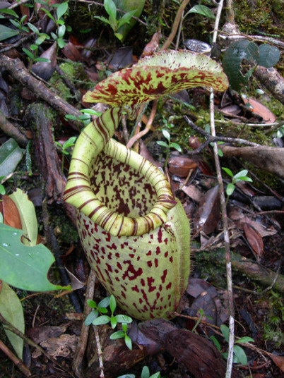 有名な食虫植物栽培家：おたく氏 - Y's Exotics(山田食虫植物農園)