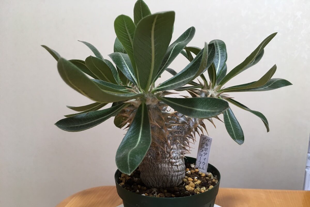 パキポディウム・デンシフローラム（Pachypodium densiflorum）| 育て