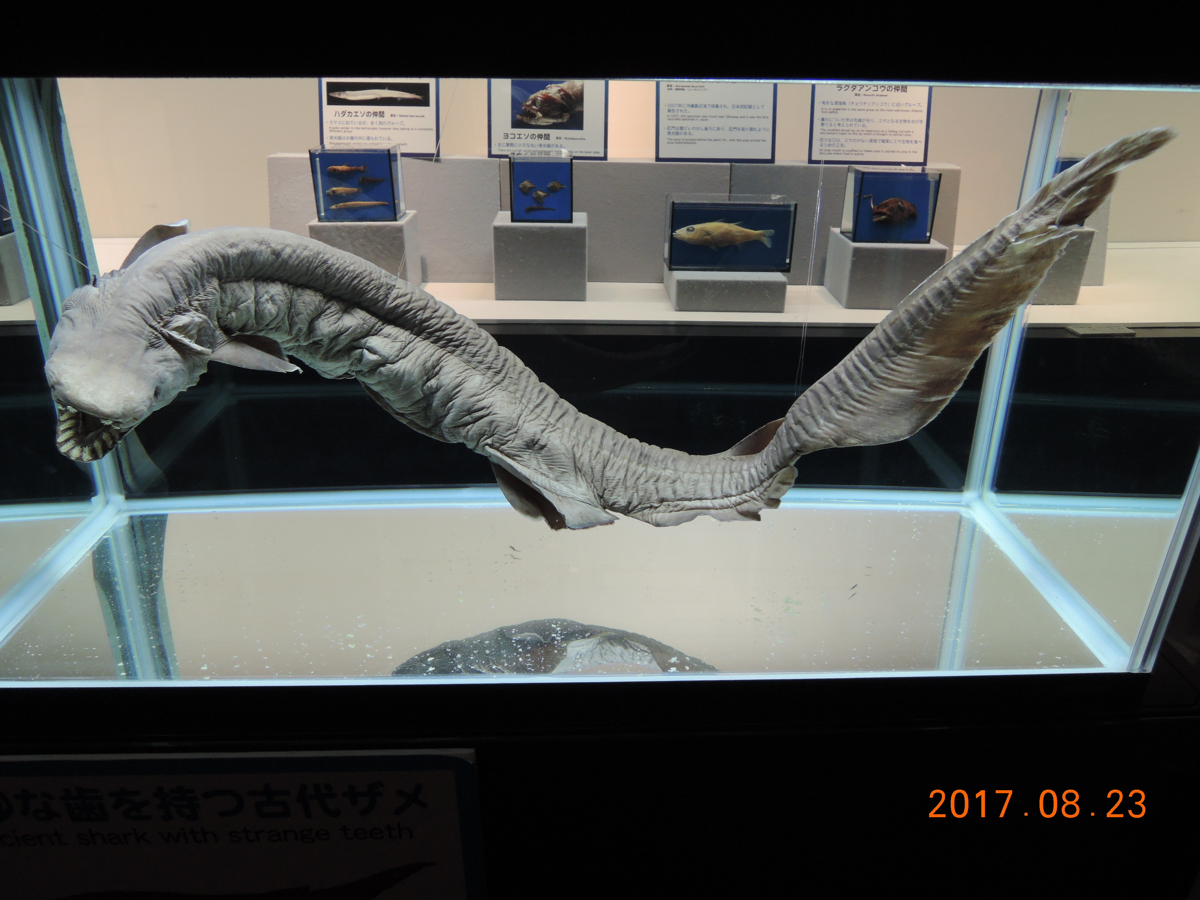 ラブカ(2017.08.28) - WEB魚図鑑