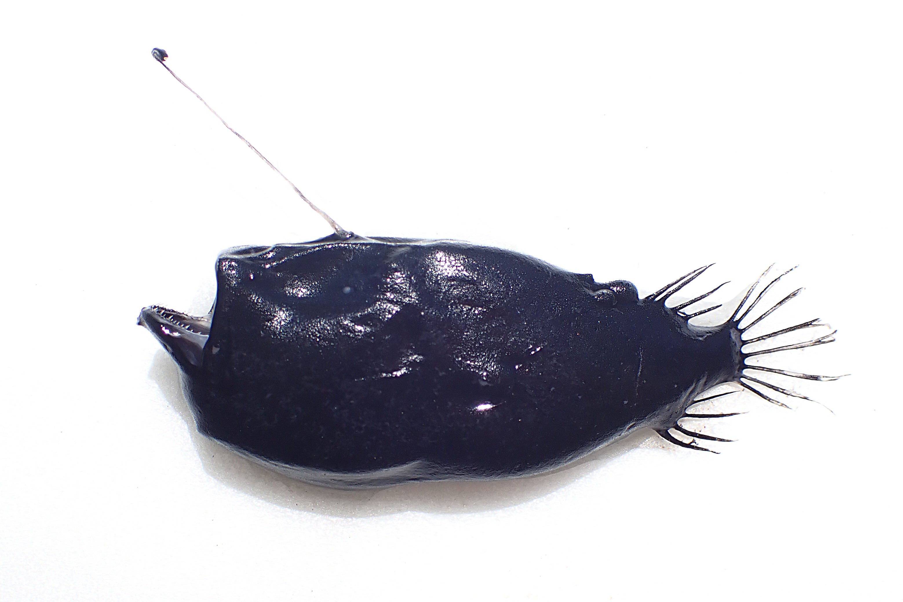 ミツクリエナガチョウチンアンコウ(2025.06.17) - WEB魚図鑑