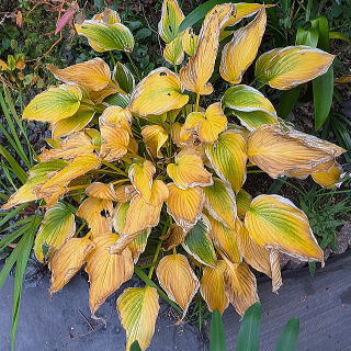 ギボウシ（ホスタ） 新・花と緑の詳しい図鑑