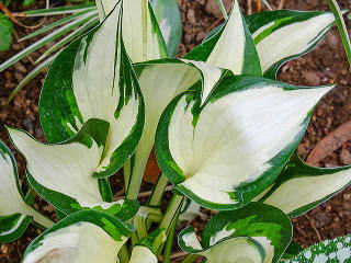 ギボウシ（ホスタ） 新・花と緑の詳しい図鑑