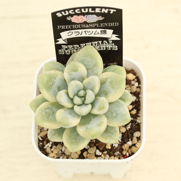 ○多肉植物 セダム クラバツム錦 2.5寸苗 C1004 - ハニーミント本店