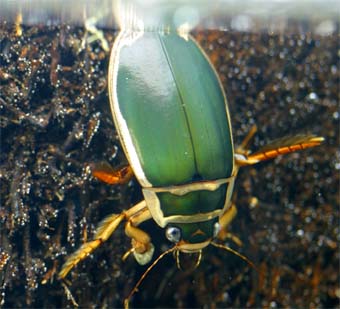エゾゲンゴロウモドキの飼育繁殖