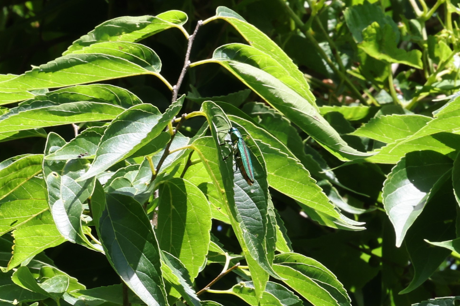 オオシマルリタマムシ | GreenBreeze