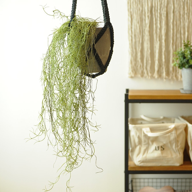 Brown. ブラウン フェイクグリーン スパニッシュモス ハンギング