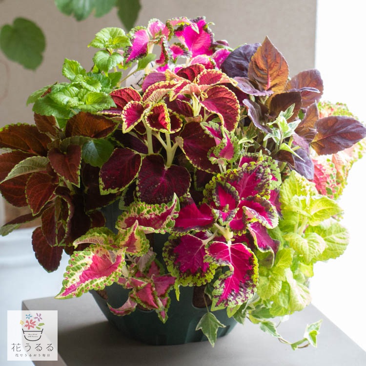 炎天下でも元気／花うるる ハンギング 寄せ植え[コリウス MIX(シンプル