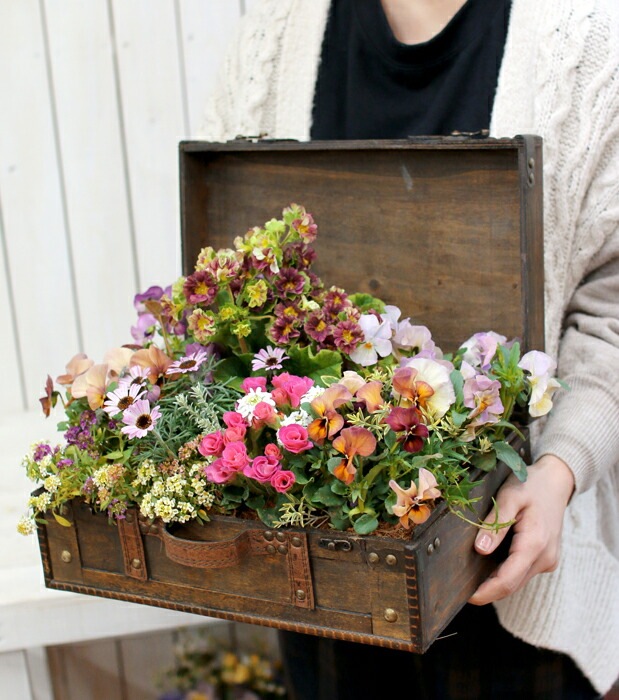 送料無料】花うるる おまかせ 寄せ植え トレジャーBOX [Lサイズ