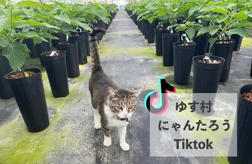 ウィンターメキシカン (A) 【デューク7台木】4号ロングポット (接木