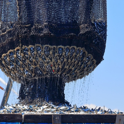 極上三陸気仙沼生さんま120g以上/10尾 | さんま | 東北うまいもの市場
