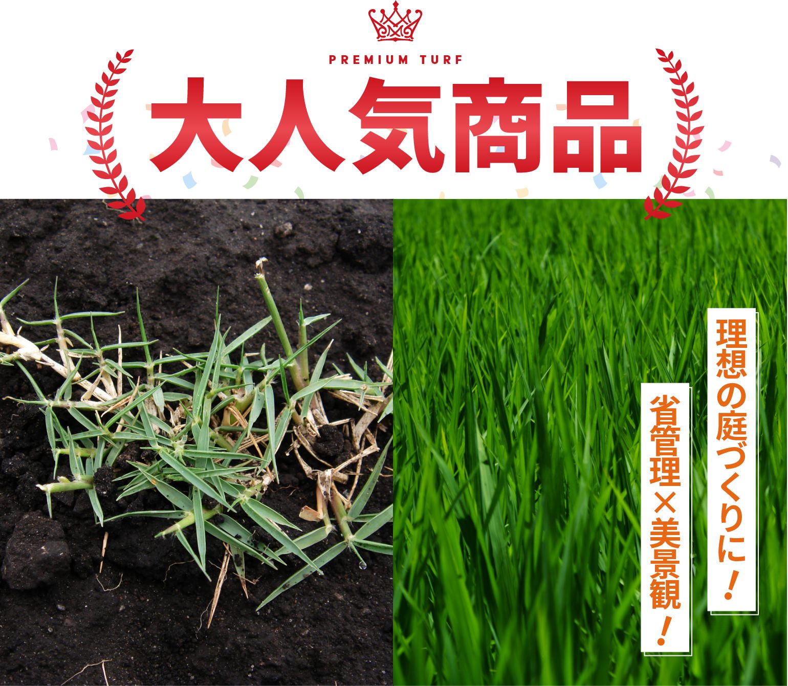 TM9（1平米）【クール便/送料込】 | 芝生,TM9 | HAYASHIオンラインストア