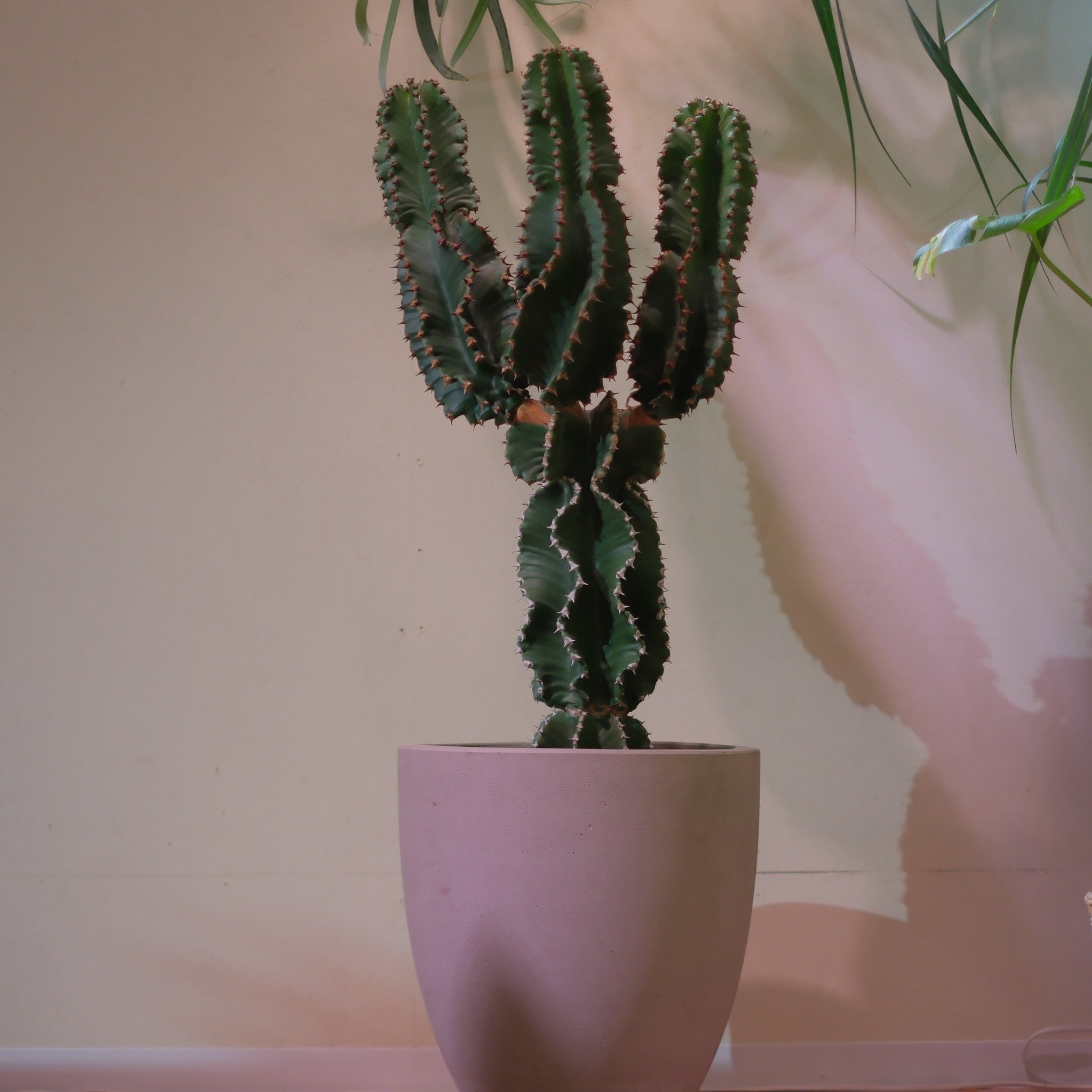 東京都内限定配送／一点物】ユーフォルビア・アビシニカ｜Euphorbia