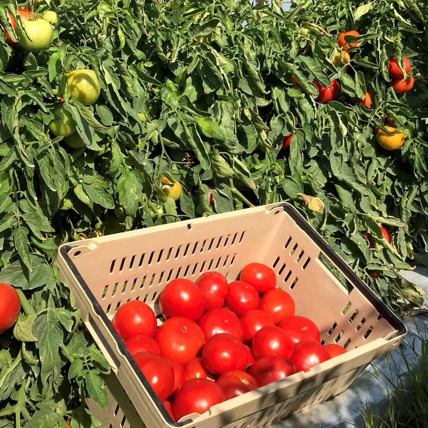 Hossinator Hybrid Tomato F1 – HOSS