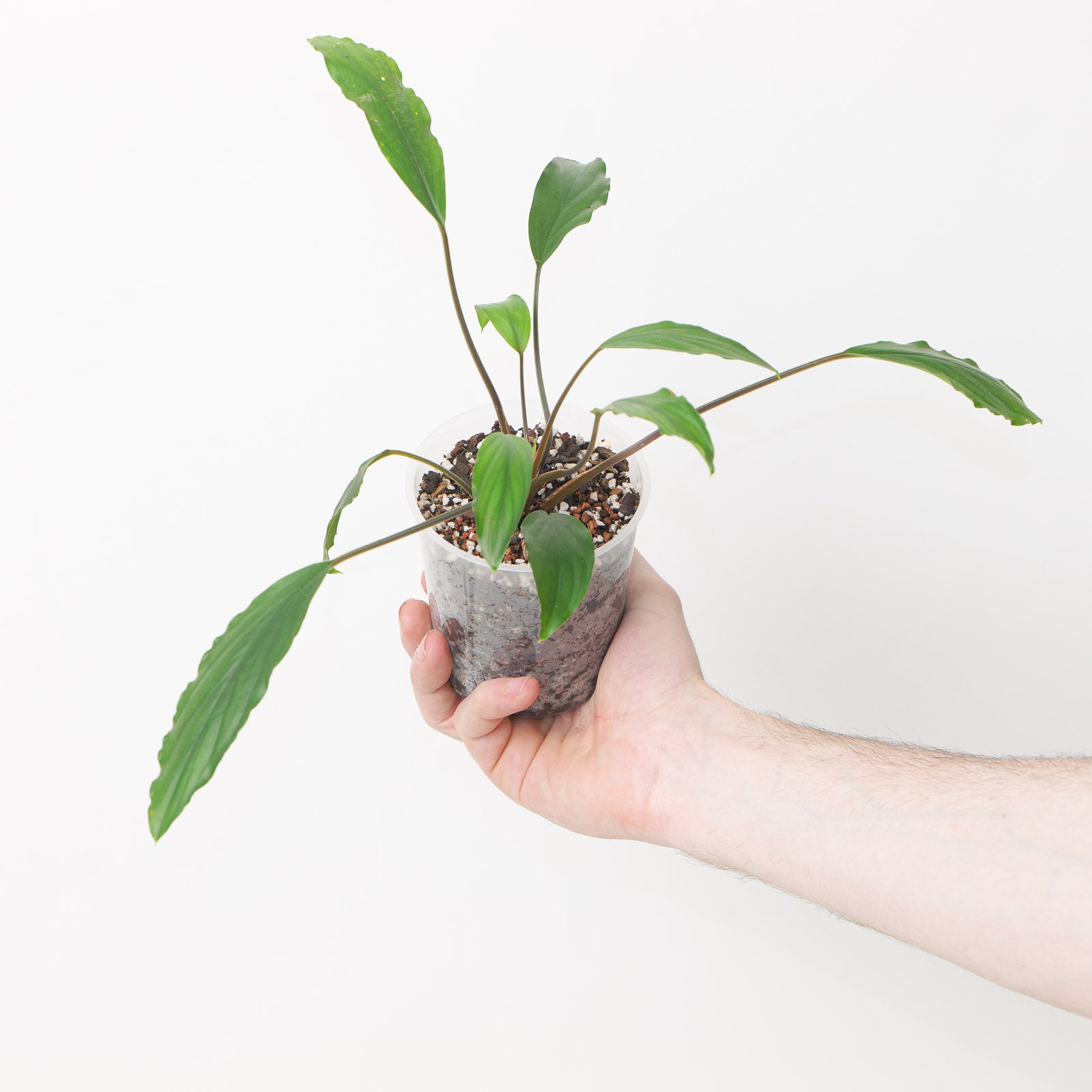 Homalomena | GrowTropicals.com