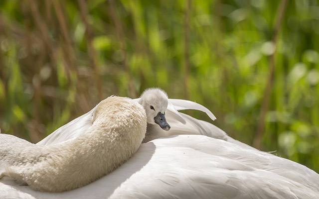 ママの背中に乗り込め～ 白鳥の親子、本物のスワンボードだ！ – grape