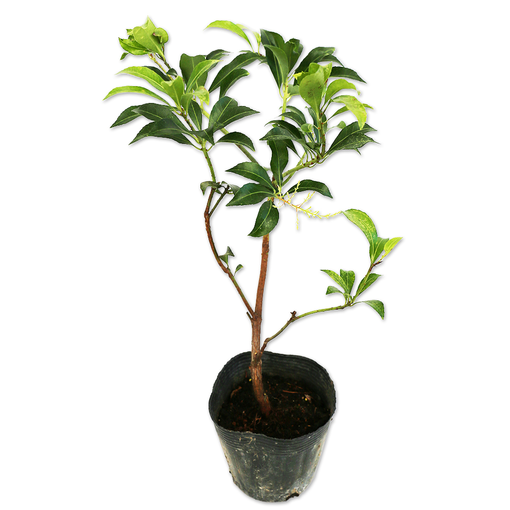 25 山採り アセビ アセビ 1.5m 露地 苗木 アセビ 1.5m 露地 苗木