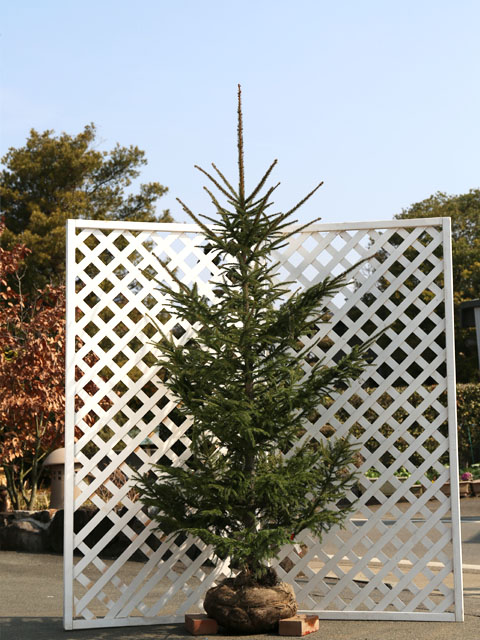 アカエゾマツ 苗木 販売 トオヤマグリーン