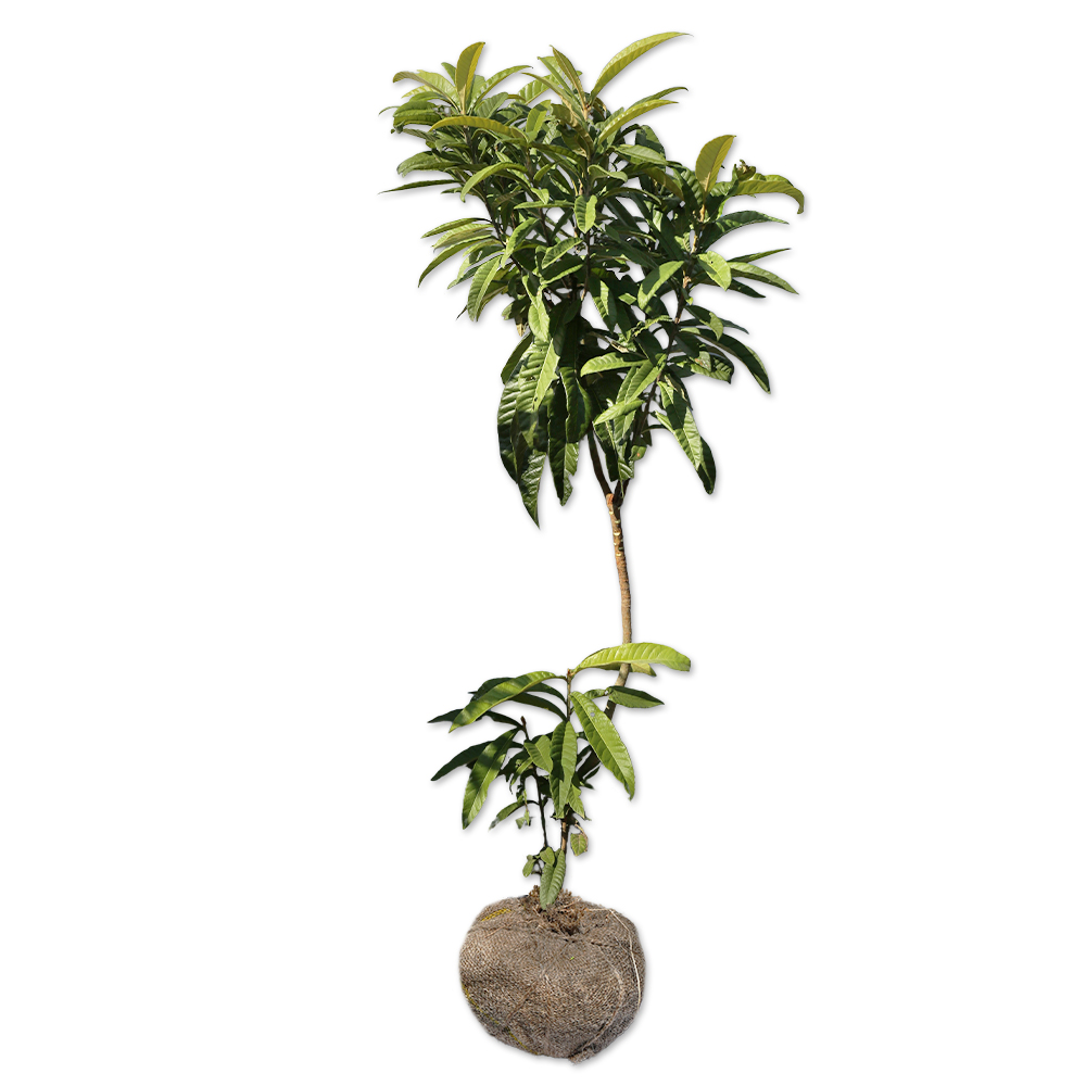 ビワ/実生 苗木 販売 トオヤマグリーン