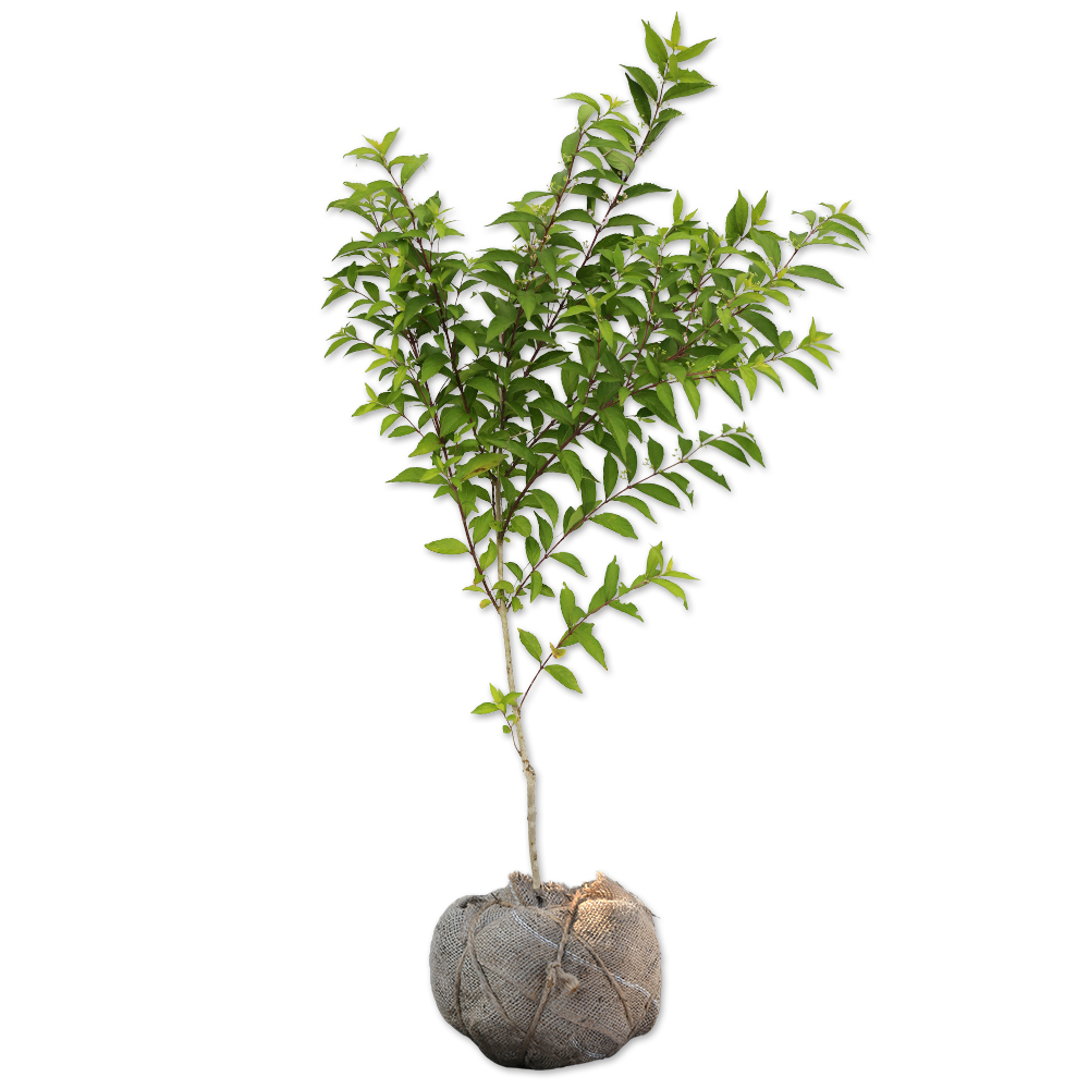 コムラサキ 苗木 販売 トオヤマグリーン