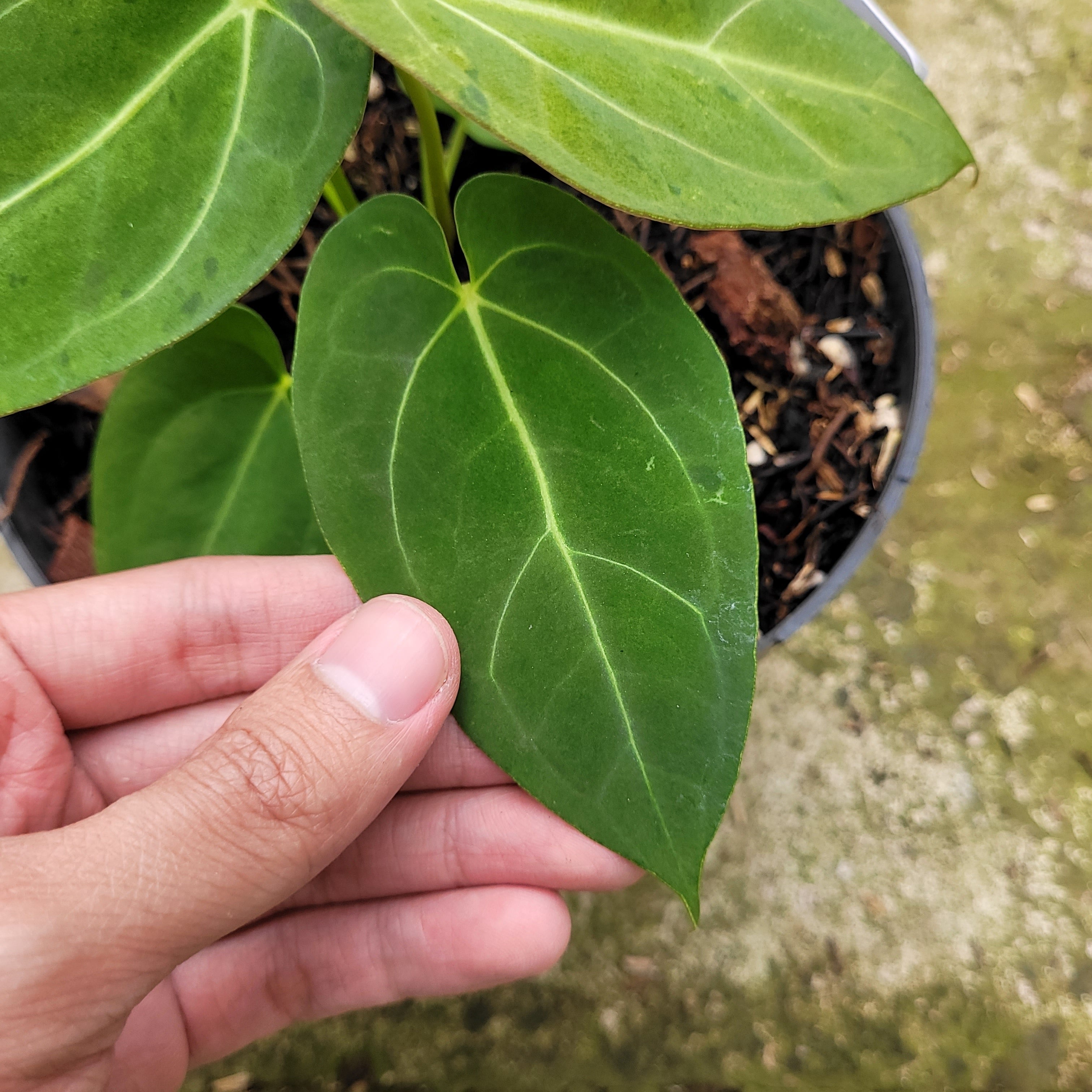 Anthurium Papillilaminum Mint – Greenspaces.id
