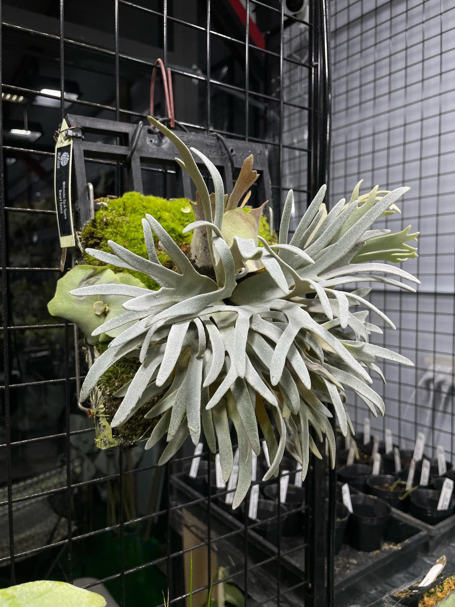 willinckii Fly dwarf 確定④ オマケ付き willinckii Fly ドワーフ確定