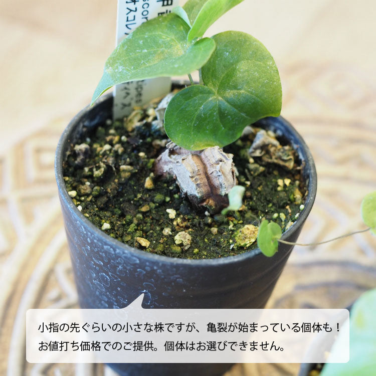 亀甲竜 ディオスコレア・エレファンティペス 2号 SSサイズ – 鉢人