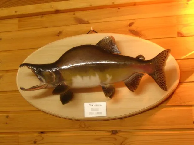 オーダー魚類剥製工房 クラフトサーブ