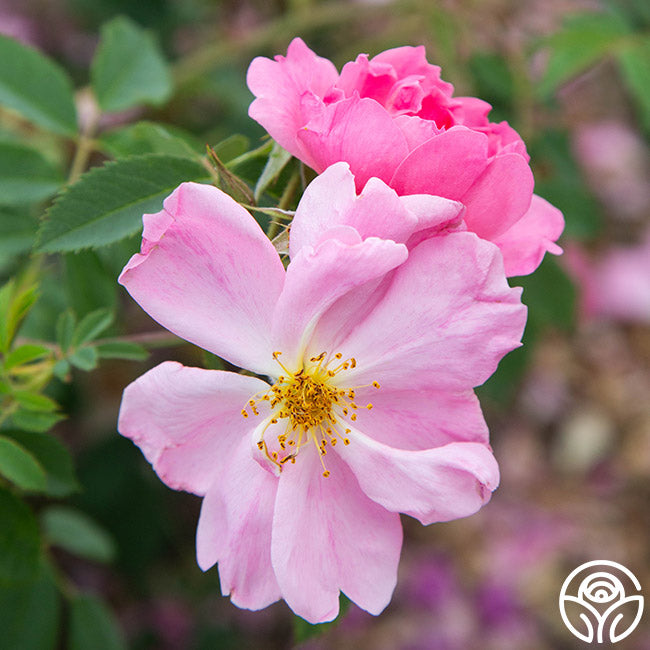 Applejack Hardy Rose | Fragrant Rose Bush – Heirloom Roses