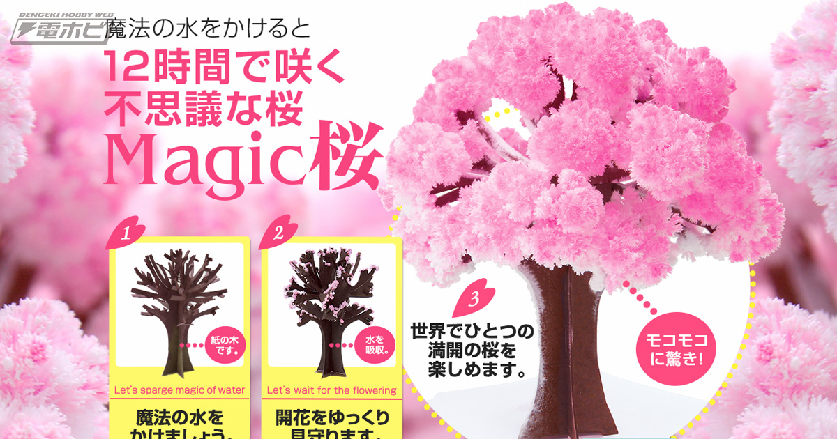 わずか6～12時間で開花する不思議な桜「マジック桜」に注目！天気や
