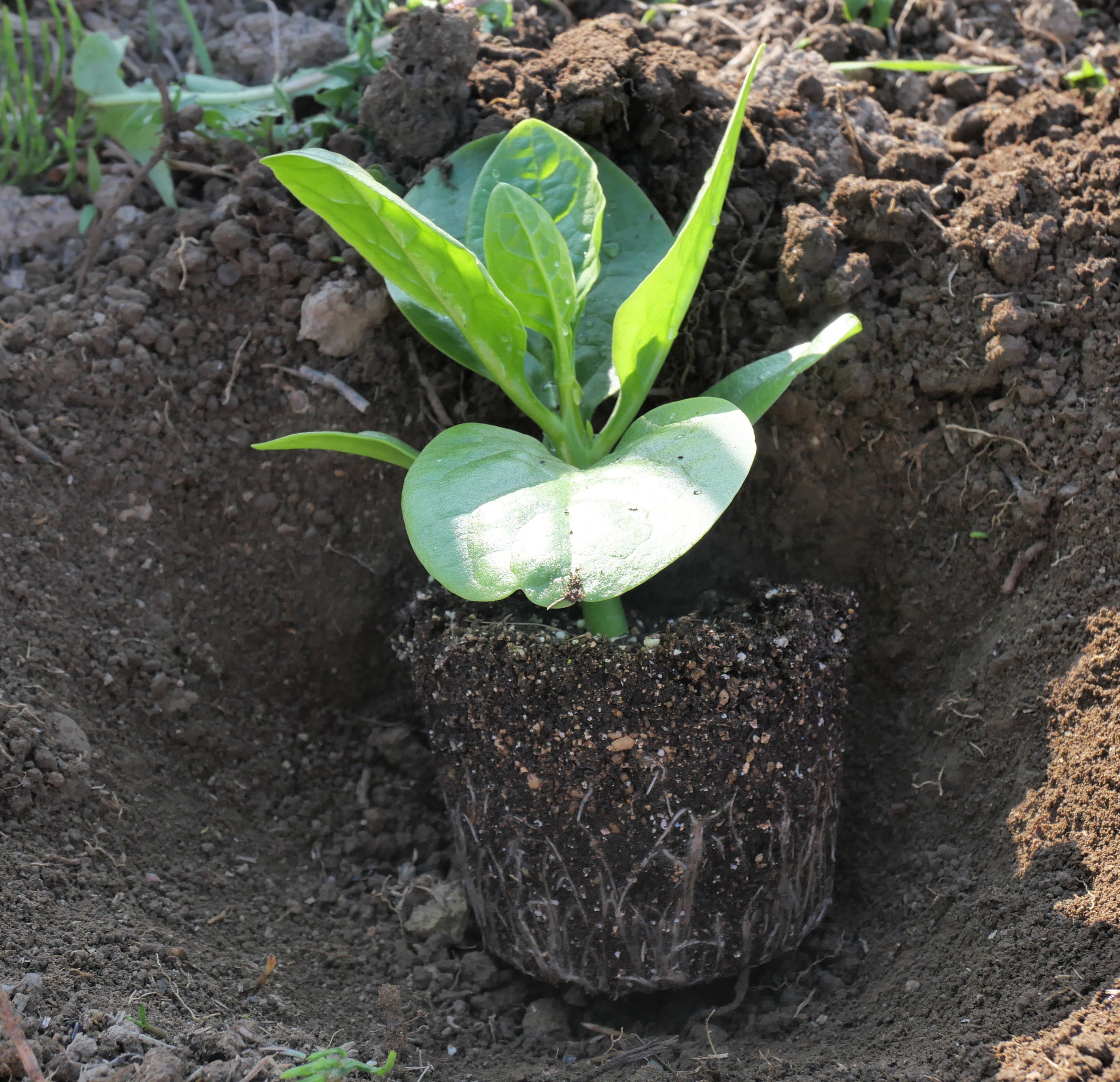 2025年5月23日 もらって植えた苗たち | 植物エネルギー堀田清薬草研究所