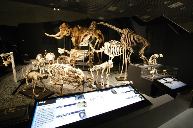 多様性生物希少標本ネットワーク ”a specimen room 標本室”