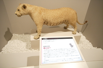 多様性生物希少標本ネットワーク ”a specimen room 標本室”