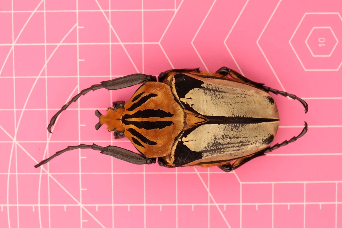 Goliathus Beetle for sale | eBay