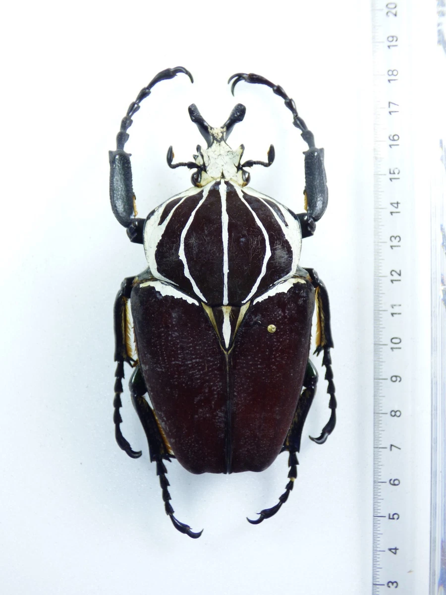 Goliathus Beetle for sale | eBay
