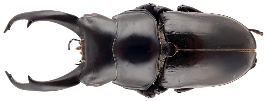 Insect - LUCANIDAE Hemisodorcus nepalensis - India - Male 67mm