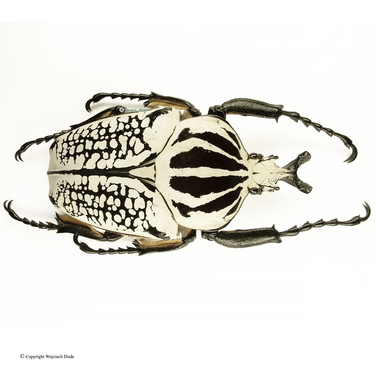 Goliathus Beetle for sale | eBay