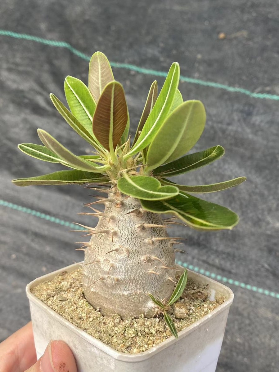 Pachypodium rosulatum gracilius Succulent plant Garden beautiful