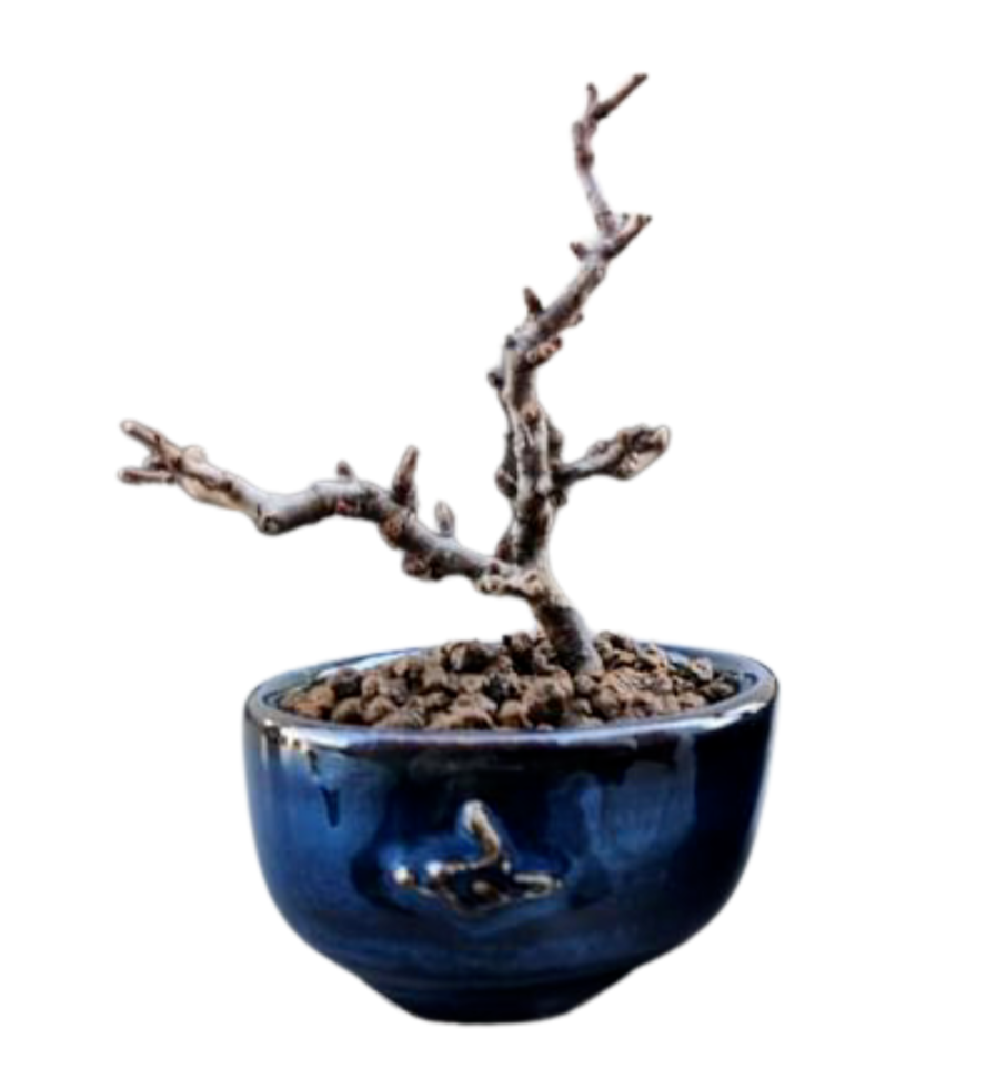 Seto Ware Miniature Bonsai Pot Planter Blue without Ridge Bonjin