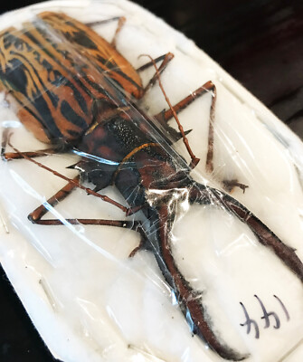 Macrodontia cervicornis GIANT Beetle Peru MALE +144mm Unspread in