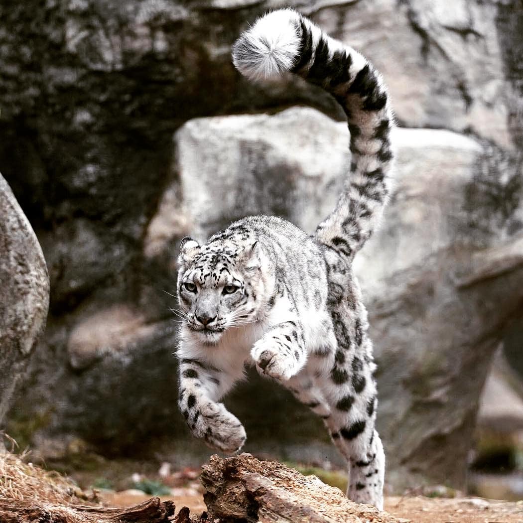 🔥 このユキヒョウの尻尾の大きさともふもふ感 🔥 : r/NatureIsFuckingLit