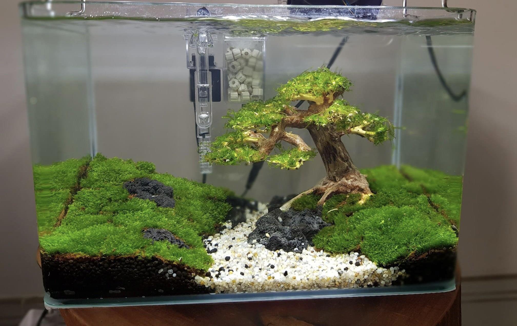 盆栽流木 (bonsai ryūboku) : r/Aquariums